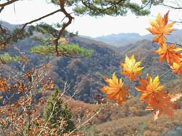 三肖必中特三肖中特期期準(zhǔn),專業(yè)調(diào)查解析說(shuō)明_創(chuàng)意版46.937