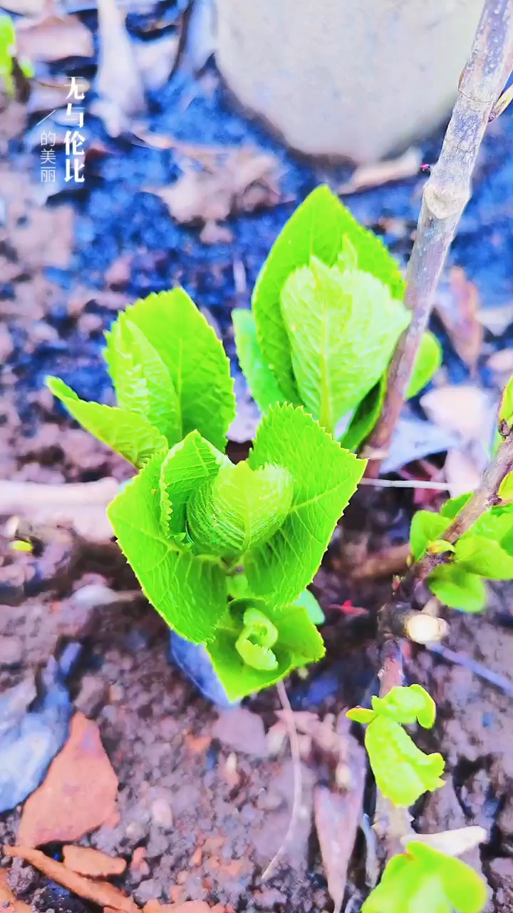 關(guān)于小草的奇妙世界，探索最新地址的無(wú)限可能